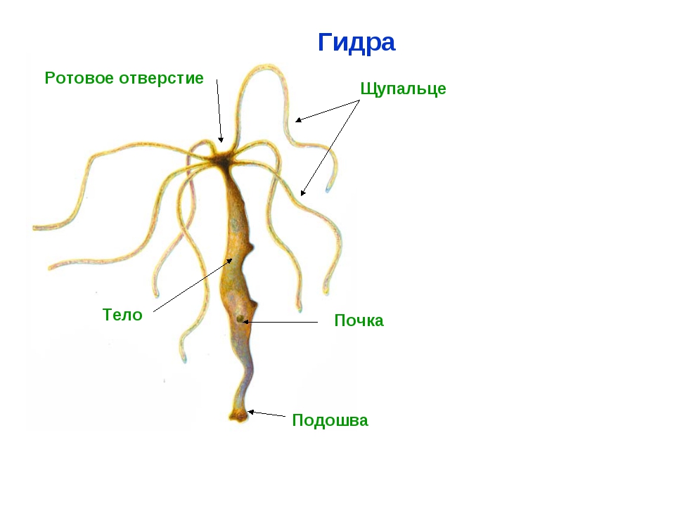 Кракен ссылка