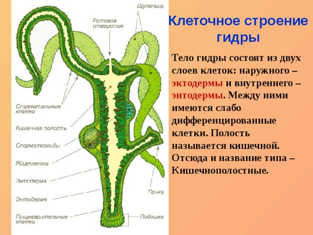 Kraken сайт зеркала